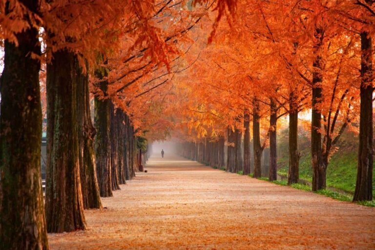 200+ Vibrant Autumn Quotes to Get You Ready for Fall